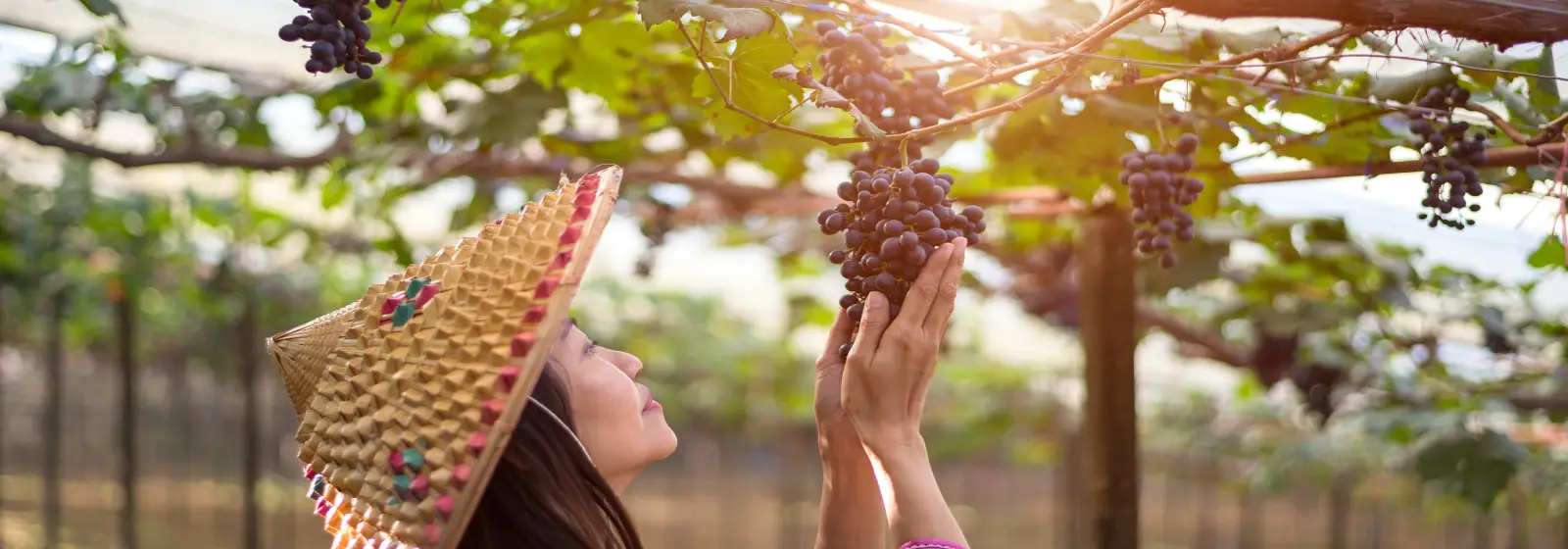 Curling Vine Winery